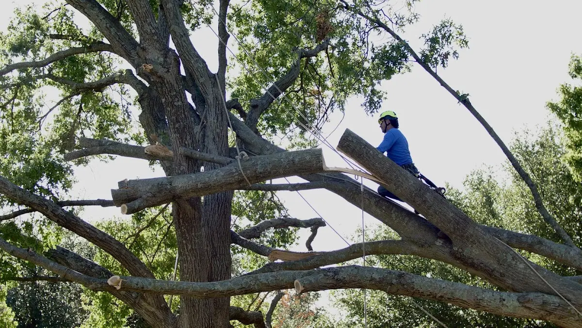 Professional Hazardous Tree Removal performed by certified arborists in Gilman