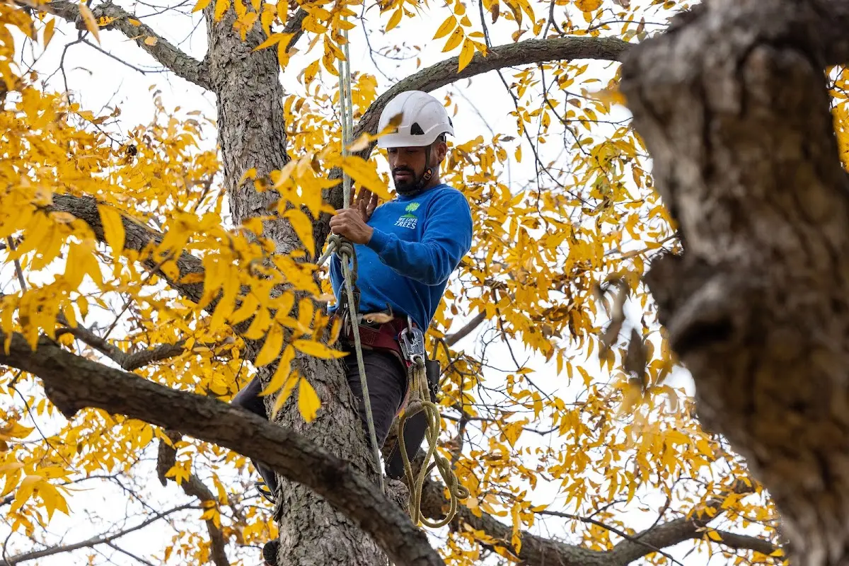 Skilled Tree Trimming crew working in Gilman